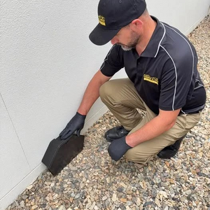 Brisbane Termite and Pest Control Pest and Termite Control