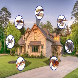 Brisbane Termite and Pest Control Pest and Termite Control