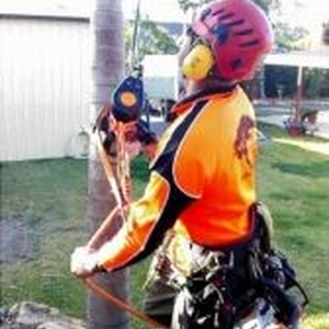 City Tree Services Tree Removal and Arborist Service