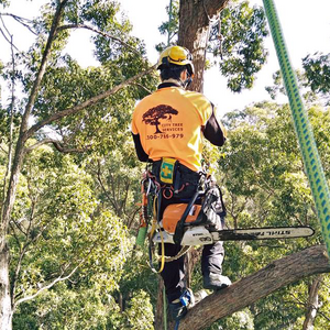 City Tree Services Tree Removal and Arborist Service