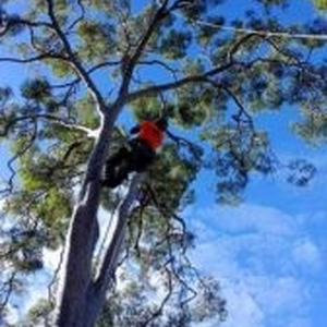 City Tree Services Tree Removal and Arborist Service