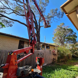 City Tree Services Tree Removal and Arborist Service