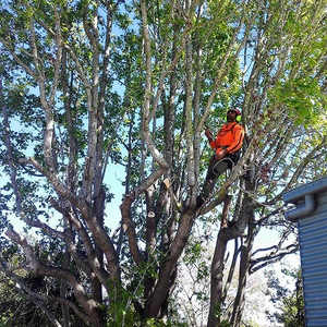 City Tree Services Tree Removal and Arborist Service