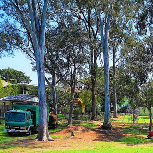 City Tree Services Tree Removal and Arborist Service