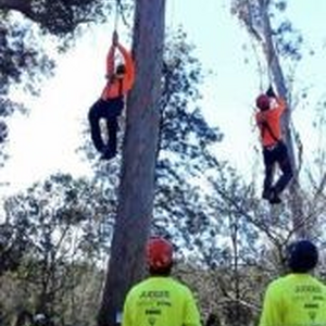 City Tree Services Tree Removal and Arborist Service